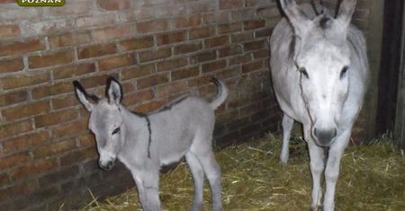 Nie żyją osiołki z poznańskiego zoo. To wina zwiedzających?