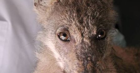 W poznańskim zoo powstanie wybieg dla wilków