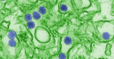 Pierwsze dwa potwierdzone zakażenia wirusem Zika w Polsce