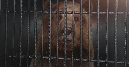Okaleczony niedźwiedź zabrany z cyrku na Śląsku trafił do poznańskiego zoo