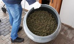 CBŚP zlikwidowało na Lubelszczyźnie profesjonalną uprawę haszyszu. Zabezpieczono też 42 kg marihuany