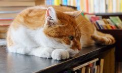 Dante przechodzi na emeryturę. Słynny kot zniknie z antykwariatu na Szewskiej