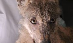 W poznańskim zoo powstanie wybieg dla wilków