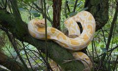 W lesie niedaleko Poznania na jednym z drzew zauważono 1,5-metrowego pytona tygrysiego