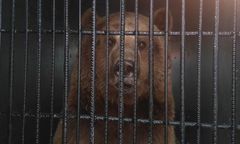 Okaleczony niedźwiedź zabrany z cyrku na Śląsku trafił do poznańskiego zoo