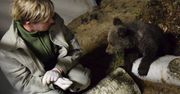 Mała niedźwiedzica uratowana w Bieszczadach znalazła nowy dom w poznańskim zoo