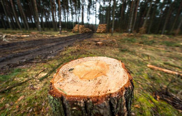 Śmierć podczas wycinki. Mężczyzna zginął przygnieciony konarem