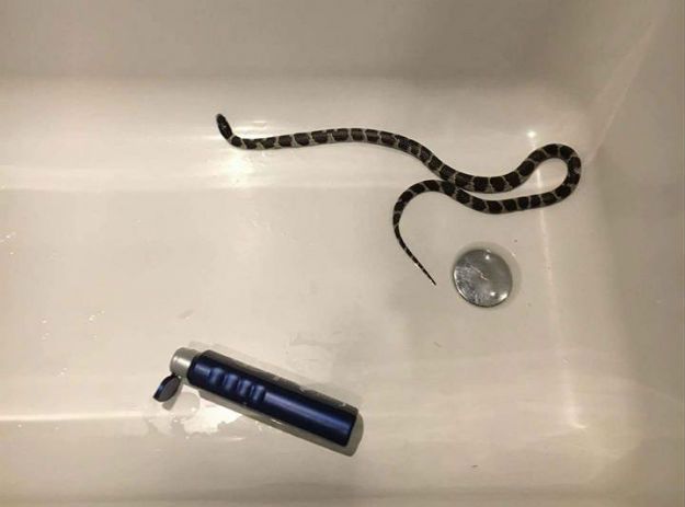 Katowice: znalazła węża w wannie