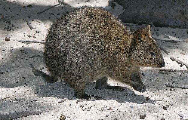 Afera wiewiórkowa w Polsce, quokka w Australii. Zdjęcie tego zwierzaka stało się hitem na całym świecie