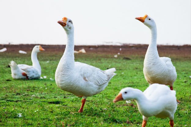 Groźny wirus ptasiej grypy stwierdzono w Danii