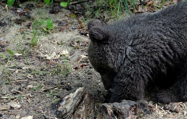Pracownicy zoo w Poznaniu zadzwonili na policję. "Niedźwiedzica wykopała coś podejrzanego"
