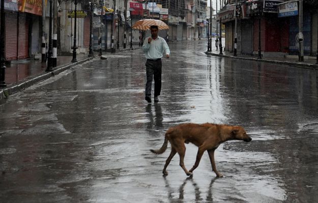 Pakistan: władze Karaczi zleciły otrucie tysięcy bezpańskich psów