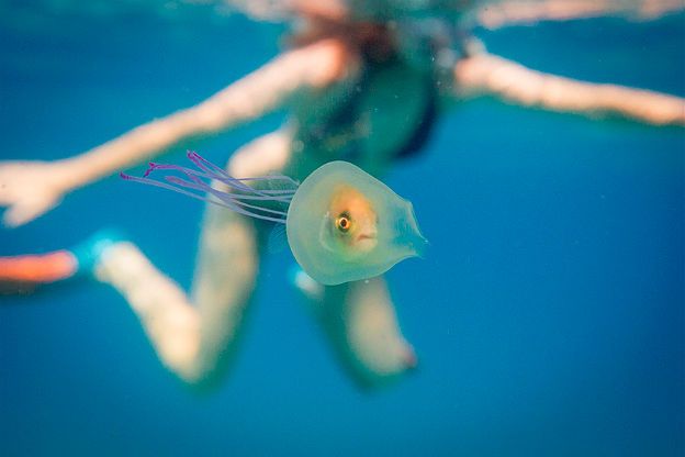 Zdjęcie jedno na milion. Ryba uwięziona we wnętrzu meduzy podbija internet