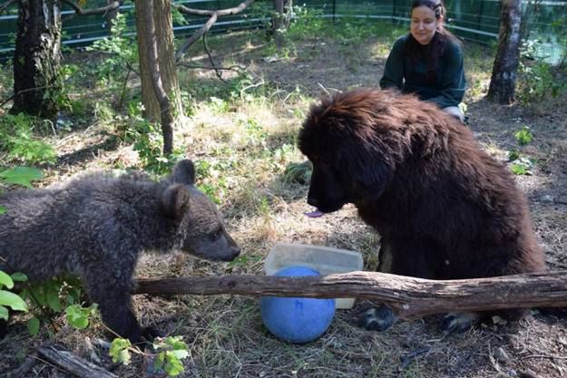 Mała niedźwiedzica z poznańskiego zoo będzie wychowywać się z... psem