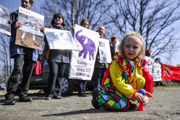 Obrońcy praw zwierząt będą pikietować przed cyrkiem, który ma wystąpić w Poznaniu