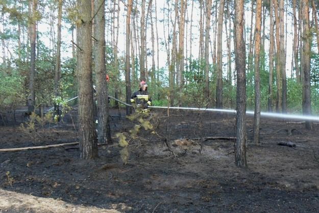 17 razy podpalał lasy w okolicach Konina. Nie wie, dlaczego to robił