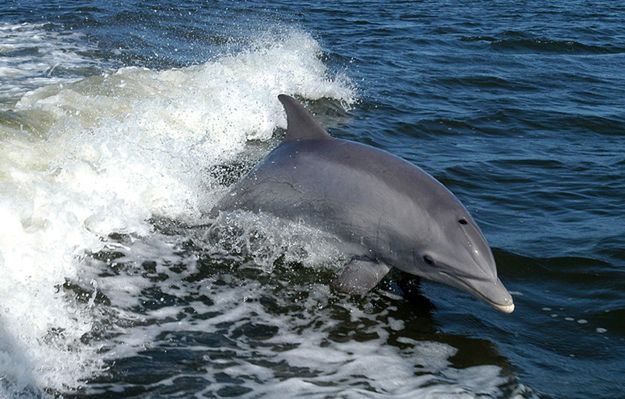 Delfiny butlonose w Zatoce Gdańskiej. Pierwszy raz od ponad 100 lat