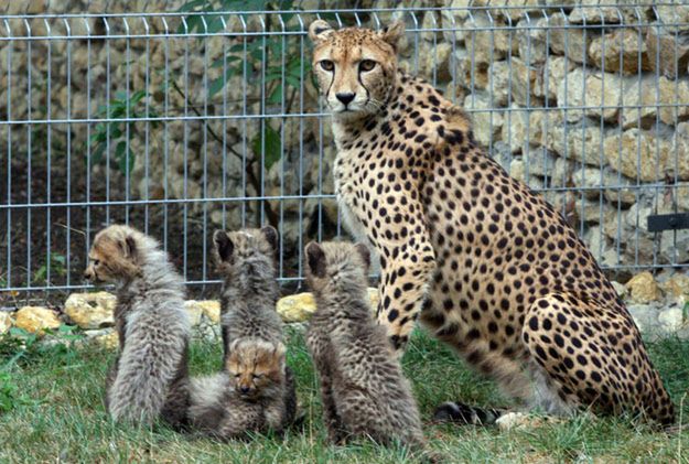 Wielka radość w opolskim zoo