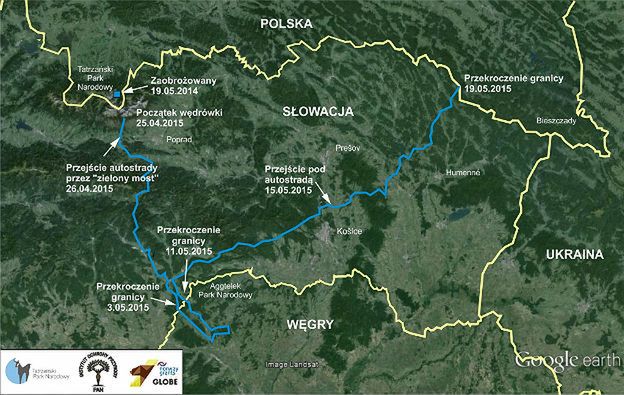 Iwo - niedźwiadek wędrownik - wrócił do Polski. Pokonał już 1200 kilometrów