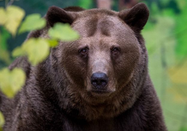 Mężczyzna, który wtargnął na wybieg dla niedźwiedzi w Warszawie, odnaleziony