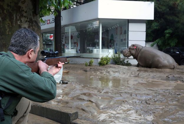 Doliczono się wszystkich drapieżników z zalanego zoo