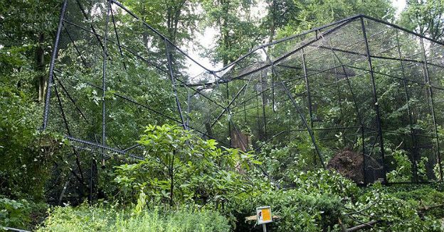 Krakowskie ZOO po wichurze. Zniszczone woliery, dwa ptaki uciekły