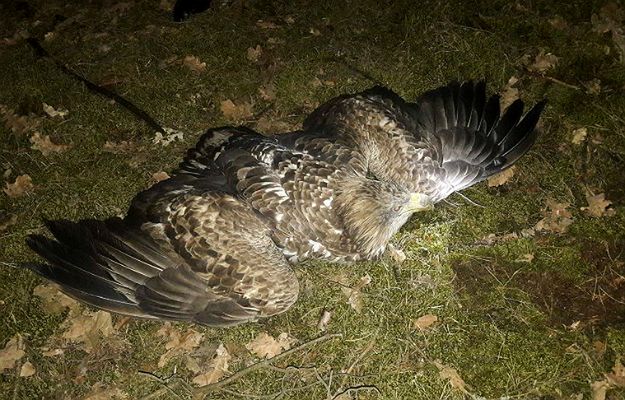 Bielik odnaleziony w lesie. Mieszkaniec Radoszyc znalazł ptaka, który jest objęty ochroną gatunkową w Polsce