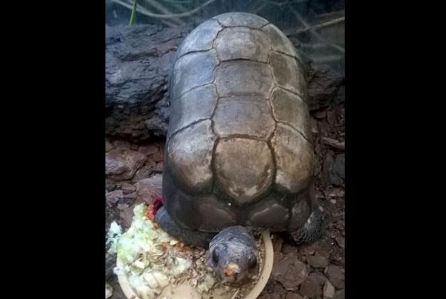 Z poznańskiej palmiarni skradziono żółwia. Jest bardzo charakterystyczny. Pracownicy zoo proszą o pomoc