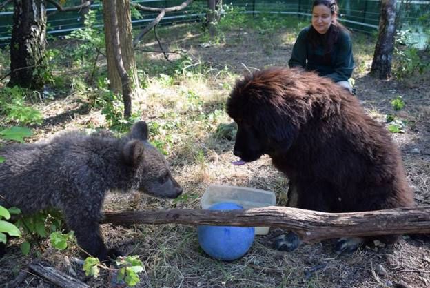 Mała niedźwiedzica z poznańskiego zoo będzie wychowywać się z... psem