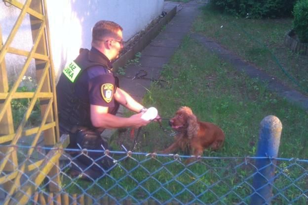 W Poznaniu ktoś porzucił psa z założonym kagańcem