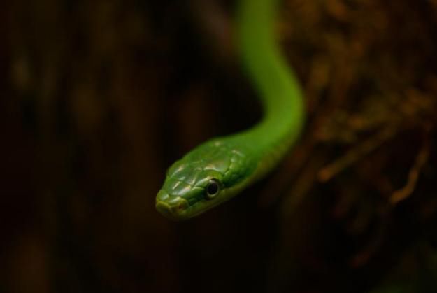 Zmiany w poznańskim zoo. Zwiedzający będą mogli karmić zwierzęta