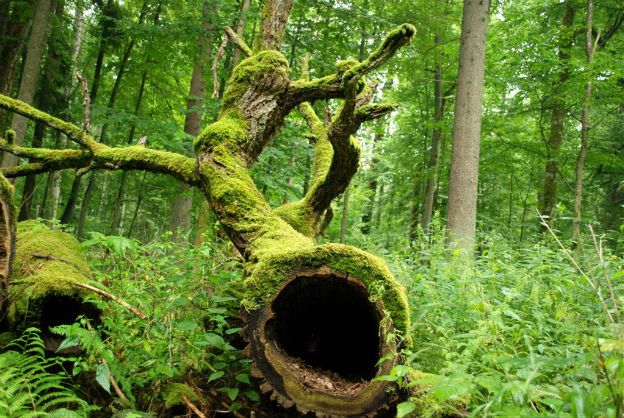 Marsz w obronie Puszczy Białowieskiej