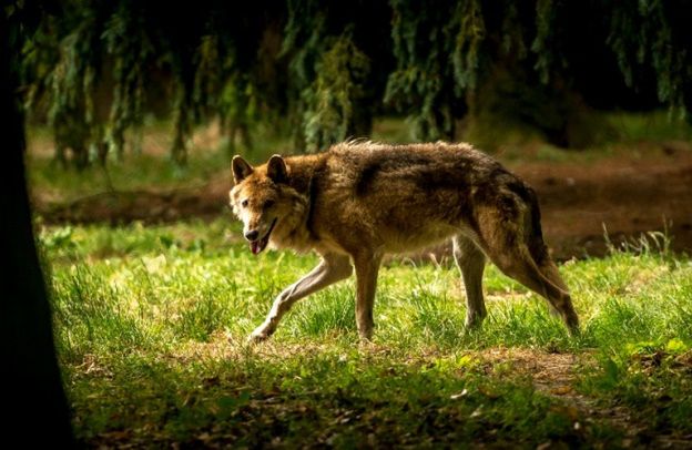 Wilki wracają do Polski