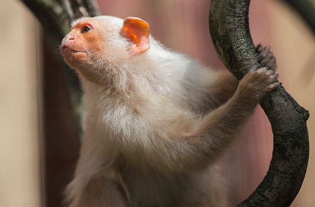 W płockim zoo zamieszkały marmozety białe