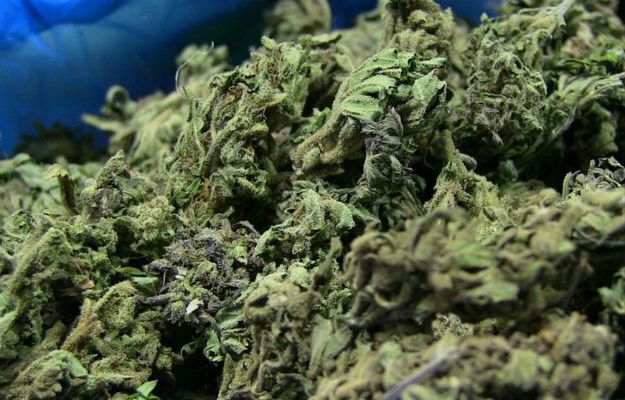 Kanada chce zalegalizować sprzedaż marihuany