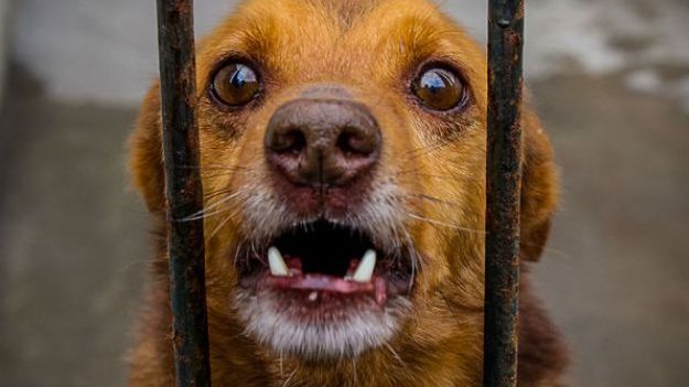 Sądy w Polsce wydają coraz surowsze wyroki za znęcanie się nad zwierzętami.