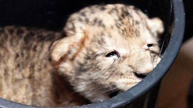 Mały lew Moco po urodzeniu