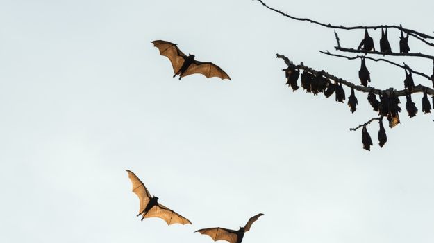 Rudawki szarogłowe, zwane "latającymi lisami"