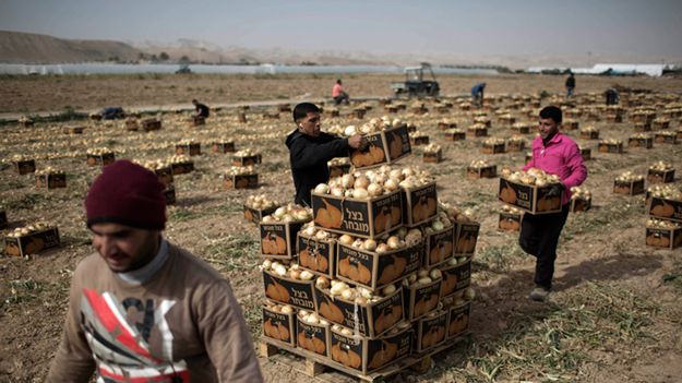 Palestyńczycy na polach na Zachodnim Brzegu Jordanu, które planuje zająć Izrael.