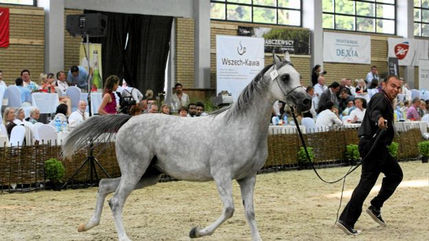 Aukcja koni w Janowie Podlaskim w 2011 roku