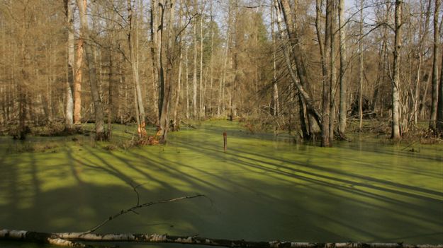 Puszcza Białowieska