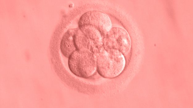 Ludzki embrion w 3 dniu rozwoju