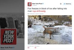 Martwy lis ostrzeżeniem dla turystów