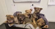 Konin: Szczeniaki ze schroniska czekają na adopcję