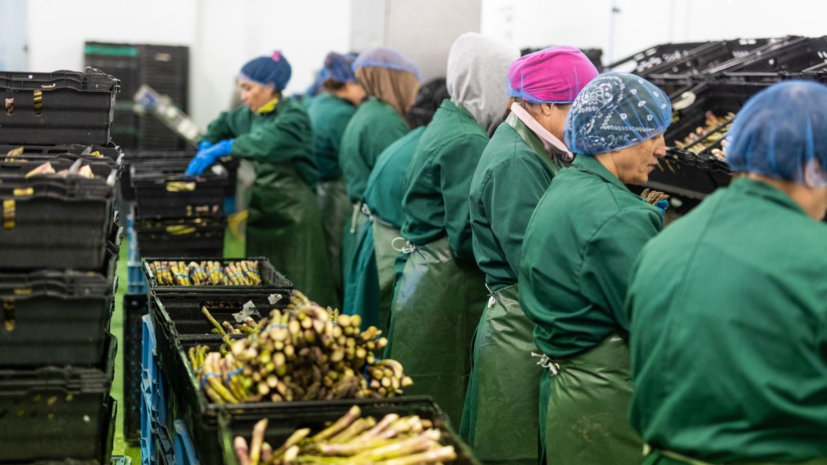 Farm workers sort through freshly cut asparagus in a packing room at a farm in Minster near Ramsgate, UK, on Monday, April 29, 2024. The UK's embattled farmers have faced multiple pressures in recent years in the wake of Brexit and Russia's war in Ukraine, including high energy, fertilizer and feed costs, bird flu outbreaks and shortages of foreign workers. Photographer: Chris Ratcliffe/Bloomberg via Getty Images