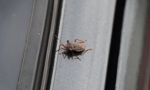 Wciskają się do naszych domów. Znasz tych intruzów?