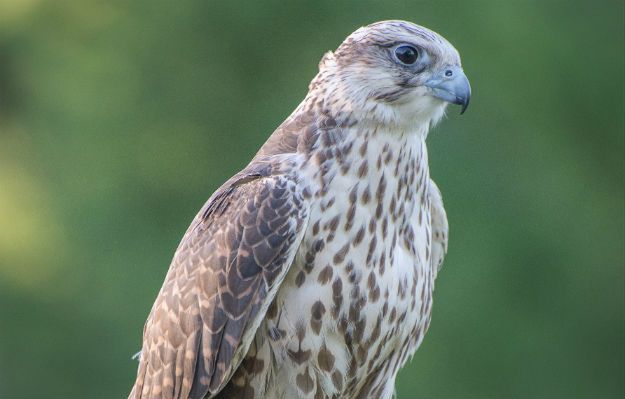 Pierwszy Festiwal Sokolniczy na Podlasiu