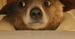 Miś Paddington przybywa do Londynu