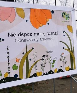 Wrocław. Renowacja trawników na Wyspie Słodowej. "Nie depcz mnie, rosnę!"