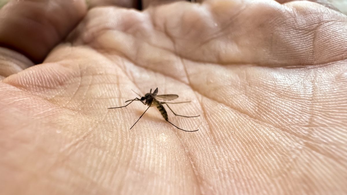Naukowy twierdzą, że komary wybierają swoje ofiary